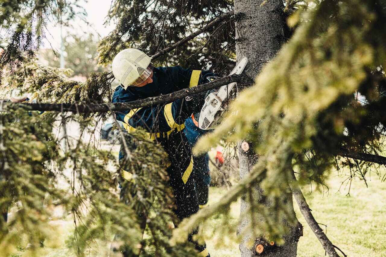 The Steps Involved in Our Tree Care Process in Fremont Hills, MO